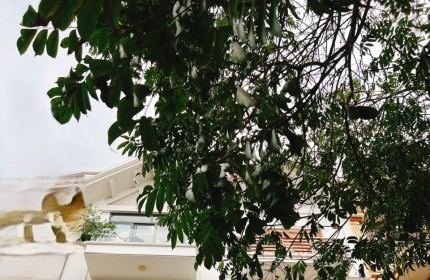 Cho thuê MBKD mặt phố Nguyễn Văn Lộc, DT 68m, 5tầng - Mt 4.5m - Giá 50 Triệu (ctl)